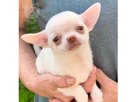 PoulaTo: Chihuahua Puppy