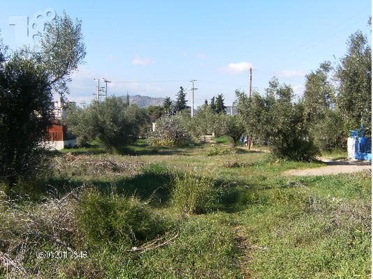ΣΑΛΑΜΙΝΑ ΟΙΚΟΠΕΔΟ