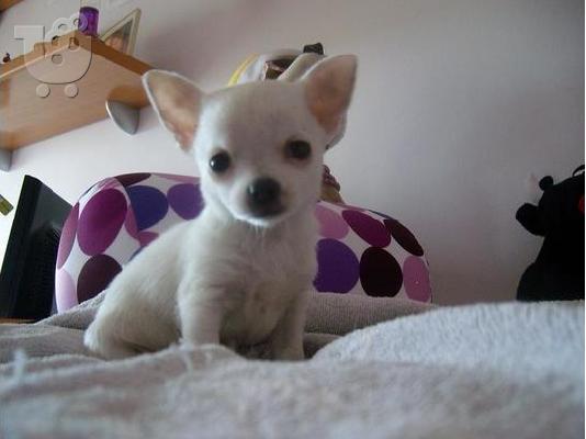 PoulaTo: Τσιουαουα τοϊ - Chihuahua toy