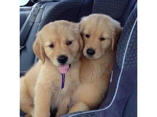 Πωλούνται κουτάβια Golden Retriever