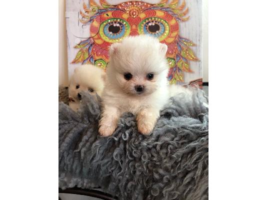 Γεια σας, εδώ έχουμε 2 πανέμορφα κουτάβια Pomeranian, 1