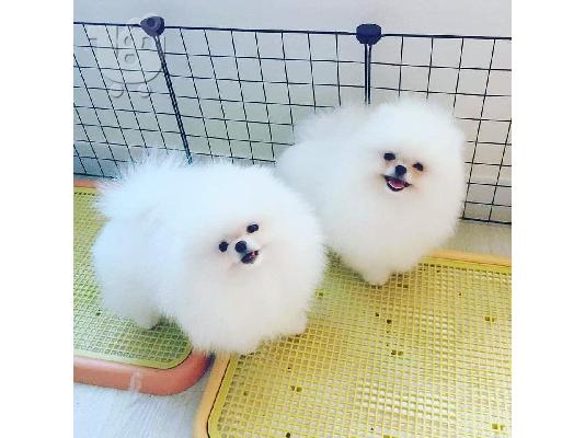 PoulaTo: Γοητευτικά κουτάβια Pomeranian