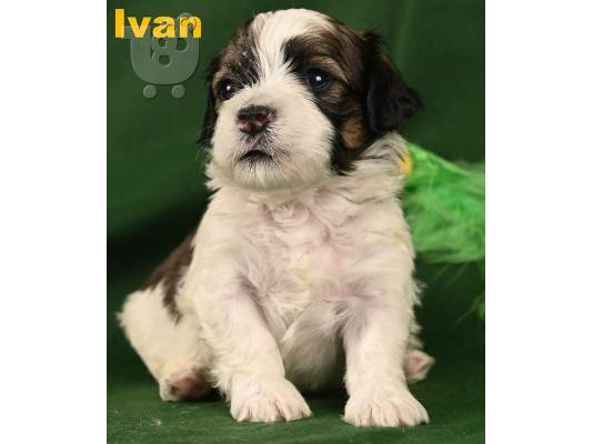 Havanese Bichon κουτάβια