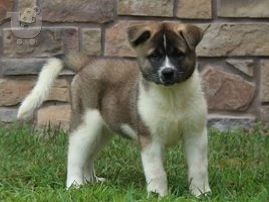 PoulaTo: Akita Puppies