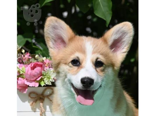 Κουτάβια Welsh Corgi Pembroke