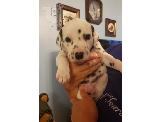 PoulaTo: Dalmatian Puppies