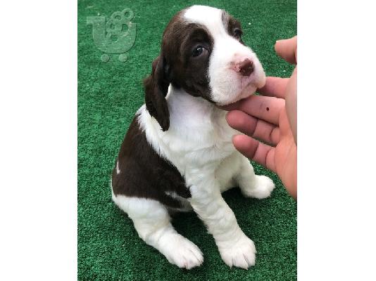 PoulaTo: English Springer Spaniel Puppies