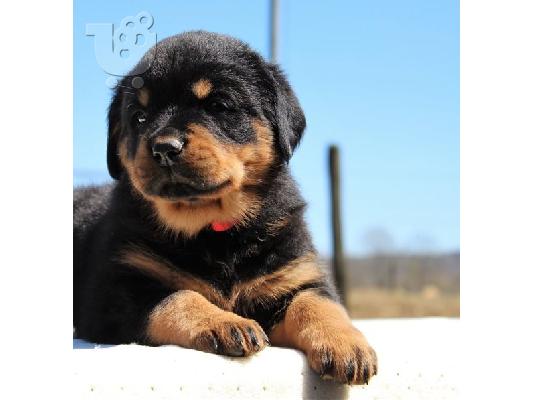 PoulaTo: Rottweilers
