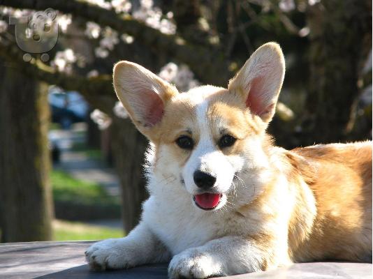 Welsh Corgi κουτάβια