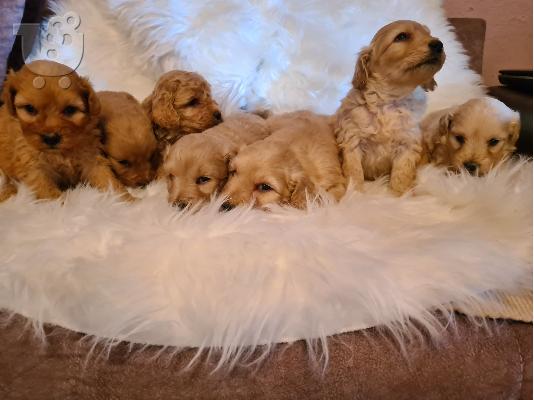 Labradoodle κουτάβια προς πώληση