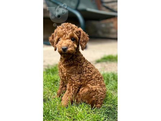 Κουτάβια Toy Poodle
