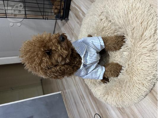 Κόκκινα Toy Poodle κουτάβια προς πώληση