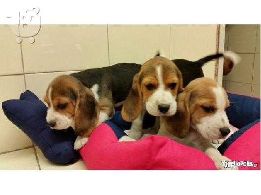 PoulaTo: Beagle μπιγκλ