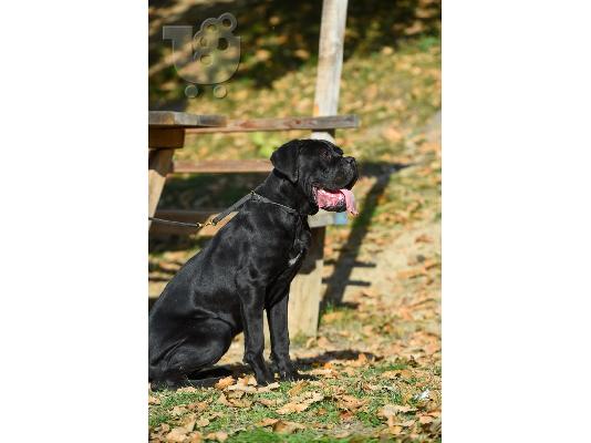 Κουτάβι θηλυκό Cane Corso προς πώληση