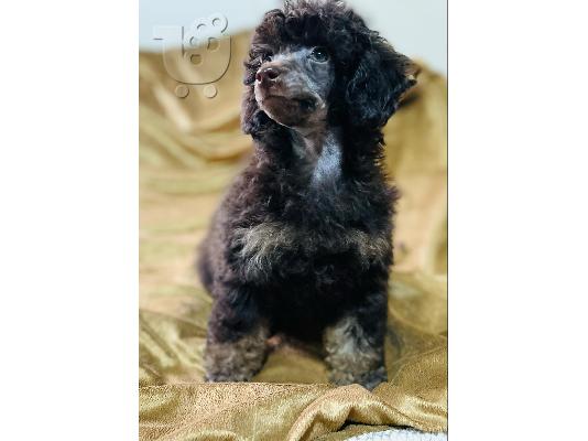 PoulaTo: Μαύρα και καφέ, σοκολατί και καφέ Toy Poodle κουτάβια