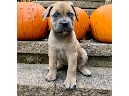 PoulaTo: boerboel pups
