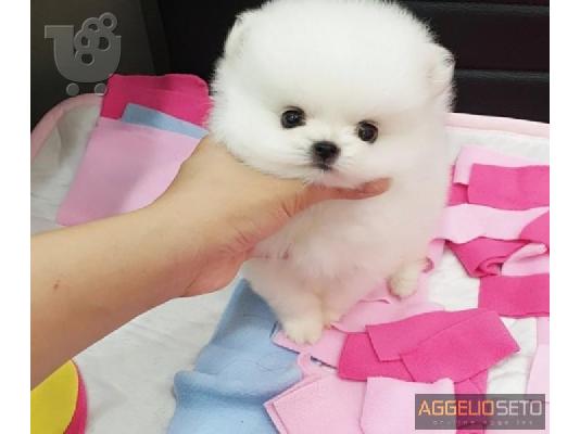 Γεια σας, εδώ έχουμε 2 πανέμορφα κουτάβια Pomeranian