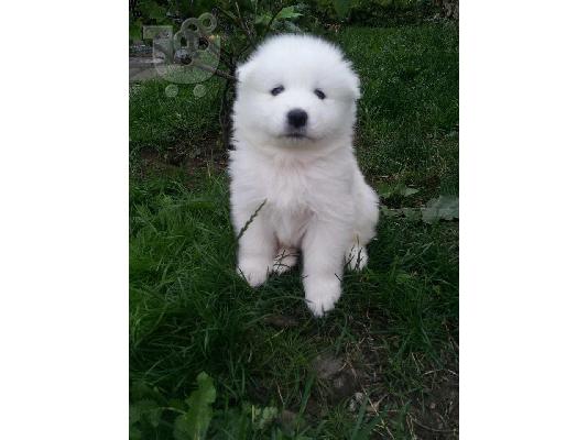 Όμορφα υγιή Samoyed κουτάβια