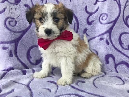 PoulaTo: Fox Terrier Puppies