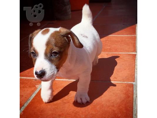PoulaTo: Διαθέσιμα αξιολάτρευτα κουτάβια Jack Russell