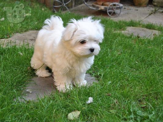 PoulaTo: MALTESE super mini