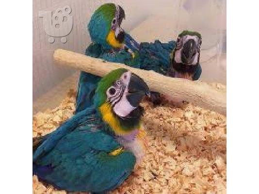 beautiful  scarlet macaw parrots for christmas 200€