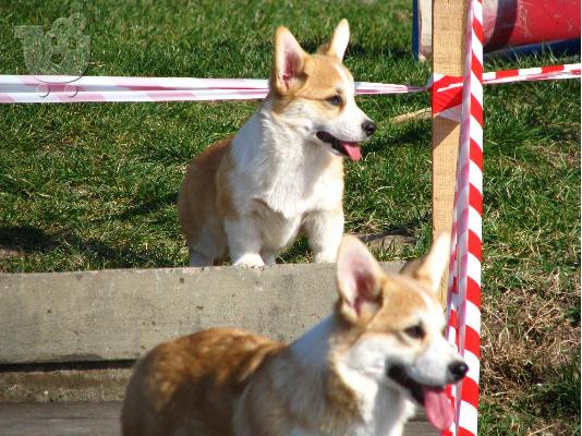 Welsh Corgi κουτάβια