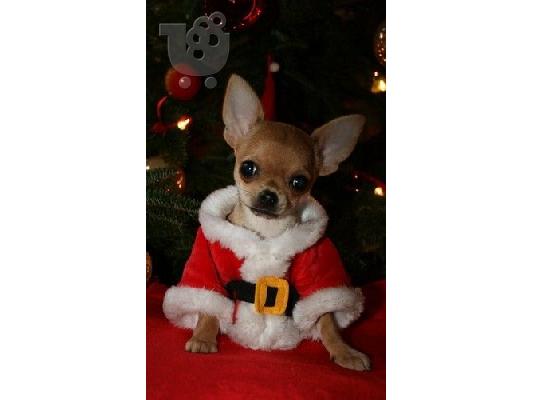 Xmass CHIHUAHUA PPIPIES