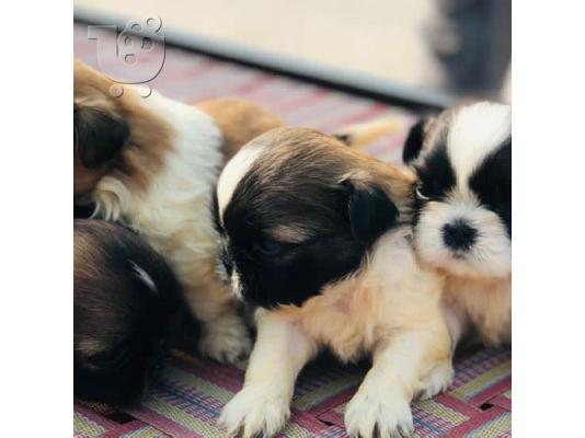 PoulaTo: shih tzu prince and princesses for rehoming