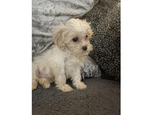 Oduševljena sam što mogu najaviti siguran dolazak mojih prekrasnih beba cavachon!