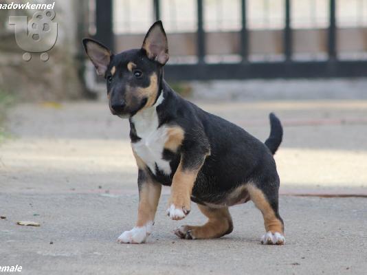 Ημι-Μίνι Bull Terrier κουτάβια