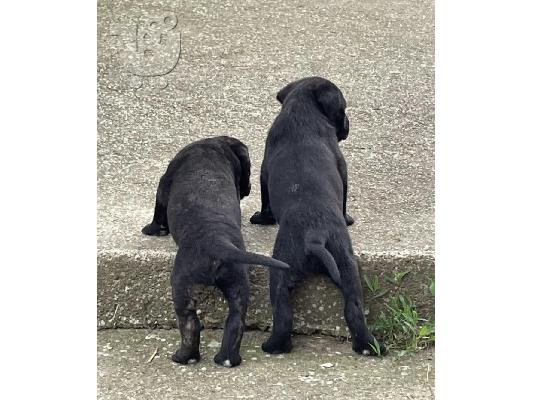 Κουτάβια Cane Corso