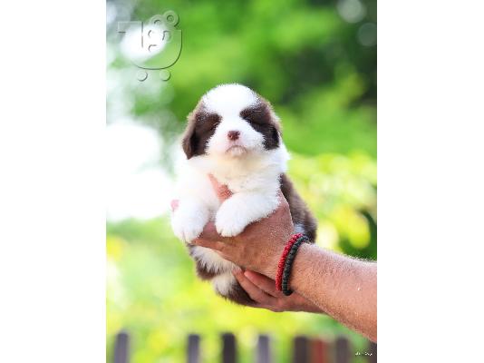 PoulaTo: Κουτάβια Border Collie