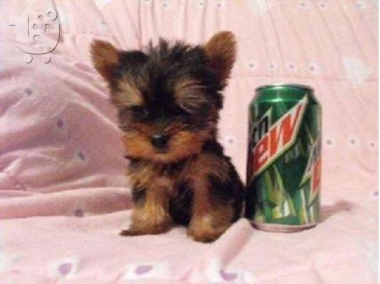 Υπέροχες κουτάβια Yorkie