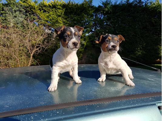 PoulaTo: Jack russell