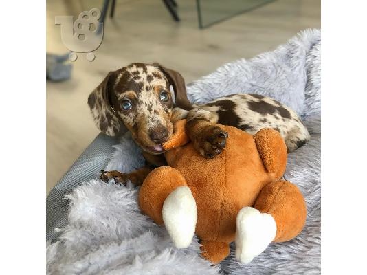 PoulaTo: Dachshund Puppies