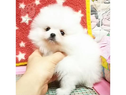 Πολύ γλυκά γοητευτικά κουτάβια Pomeranian
