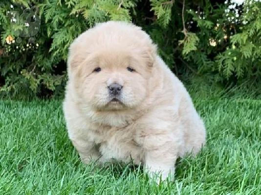 PoulaTo: Chow Chow Puppies