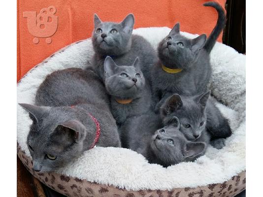 PoulaTo: Γενεαλογικό ρωσικό μπλε γατάκι