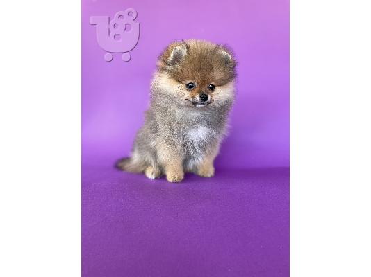Pomeranian Spitz κουτάβια προς πώληση