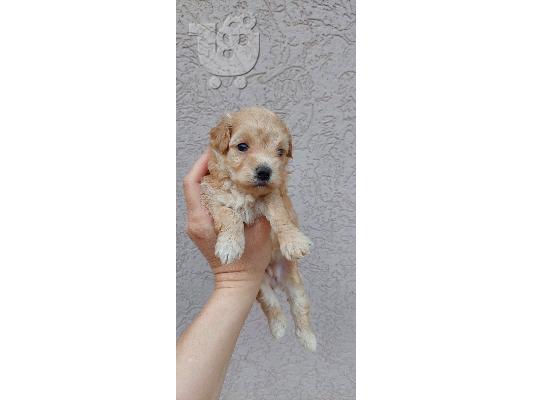 Maltipoo κουτάβια