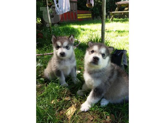 PoulaTo: Χαριτωμένα κουτάβια Malamute της Αλάσκας