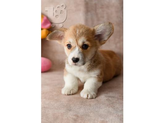 Welsh Corgi (Pembroke)
