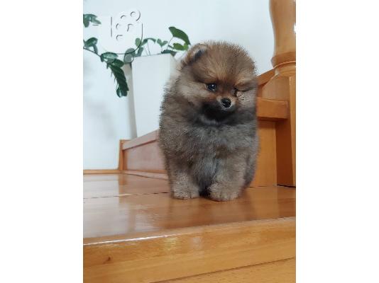Pomeranian Spitz