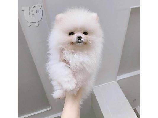 PoulaTo: Pomeranian toy