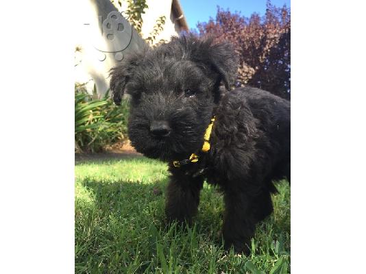 PoulaTo: Giant Schnauzer Puppies