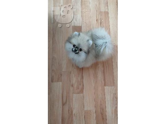 Καταπληκτικά κουτάβια Pomeranian