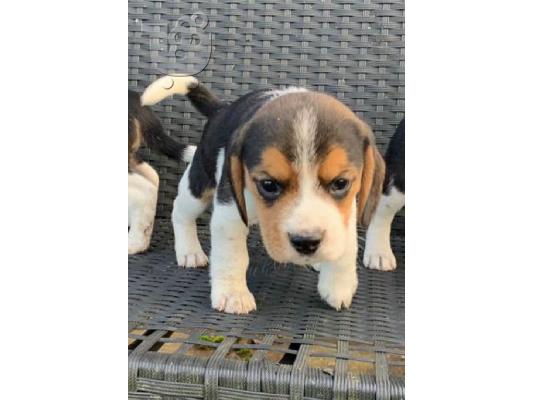 Κουτάβια Beagle Tricolor