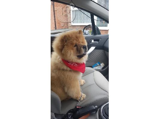 Κουτάβι Chow Chow προς πώληση