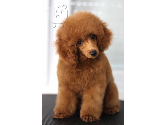 Πωλούνται κουτάβια Toy Poodle